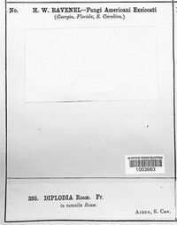 Diplodia rosae image